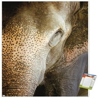 Бет Шеридан - Плакат за стена на индийски слон, 22.375 34